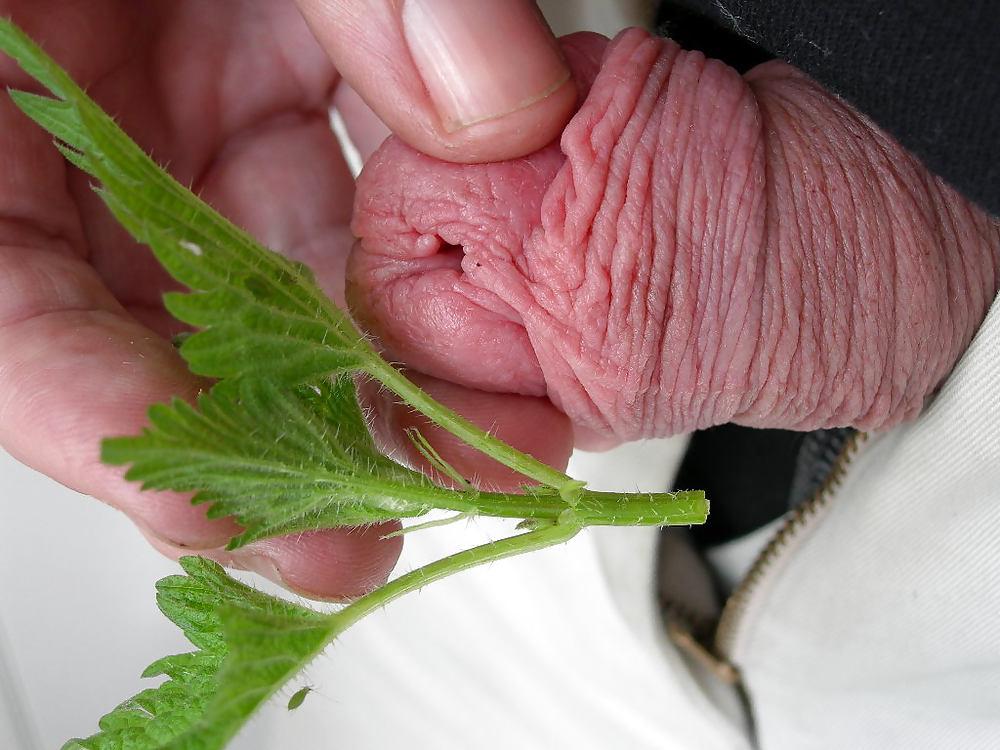 4P Cbt nettles