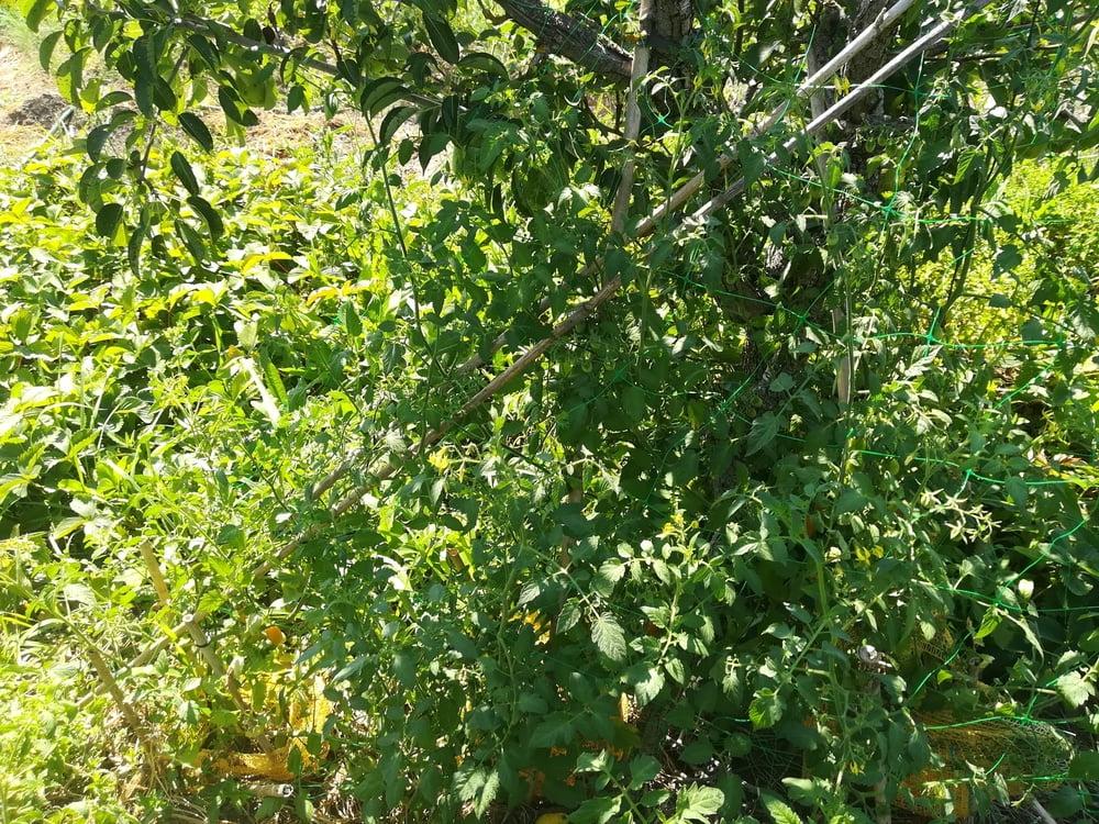 11P My little garden