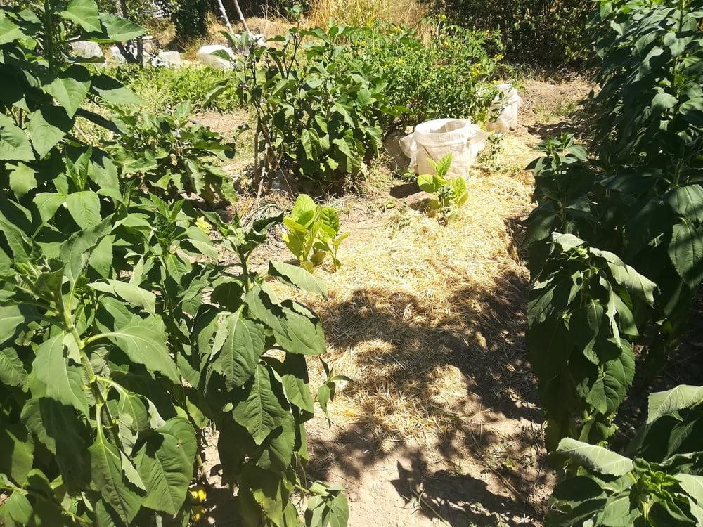 11P My little garden