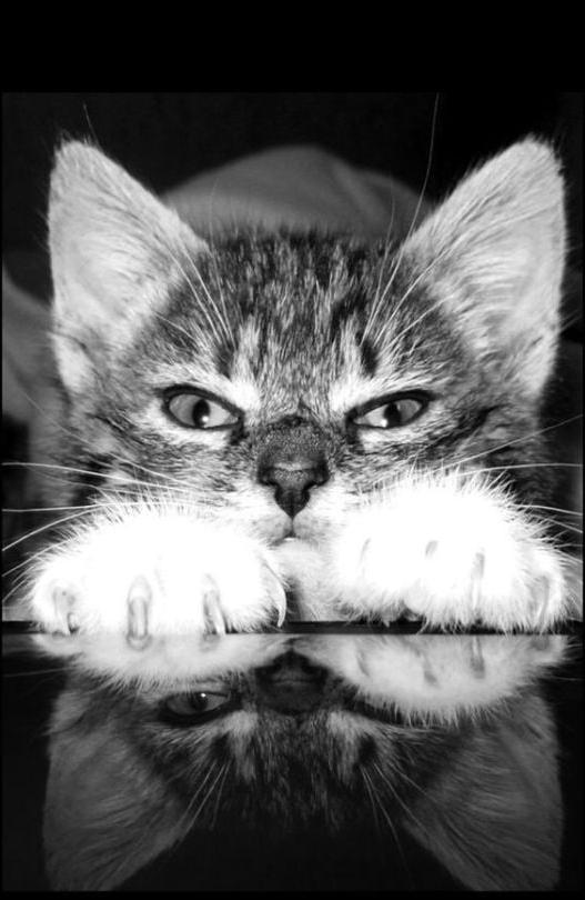 15P found: more cats 3