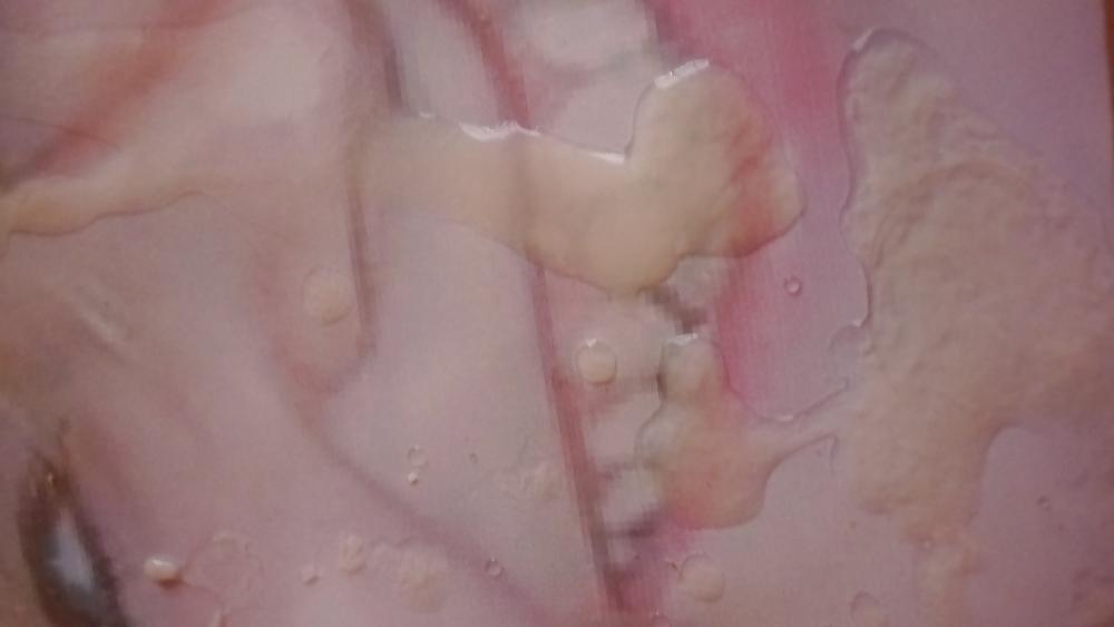 6P Fangtastic22 gets TosserTim's sperm