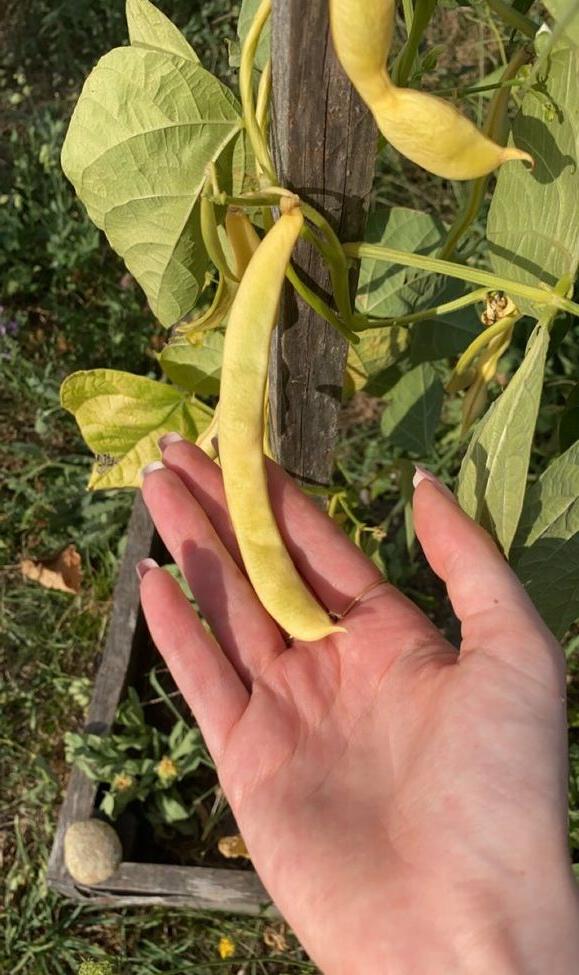 8P Blondedouce nude