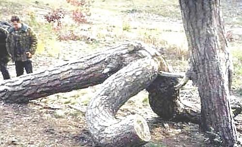5P Erotic Trees