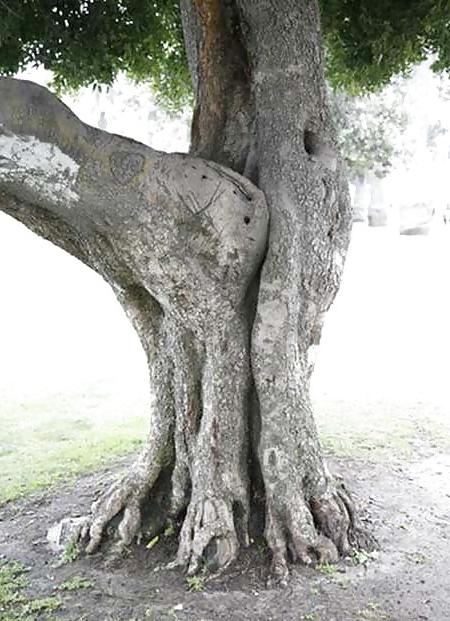 5P Erotic Trees