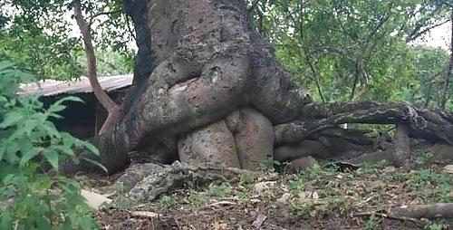 5P Erotic Trees