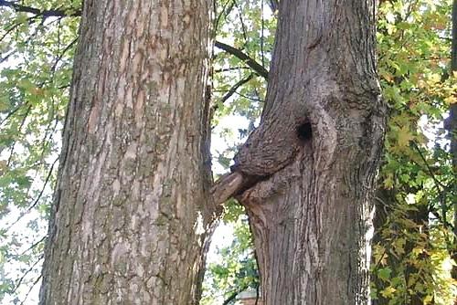 5P Erotic Trees