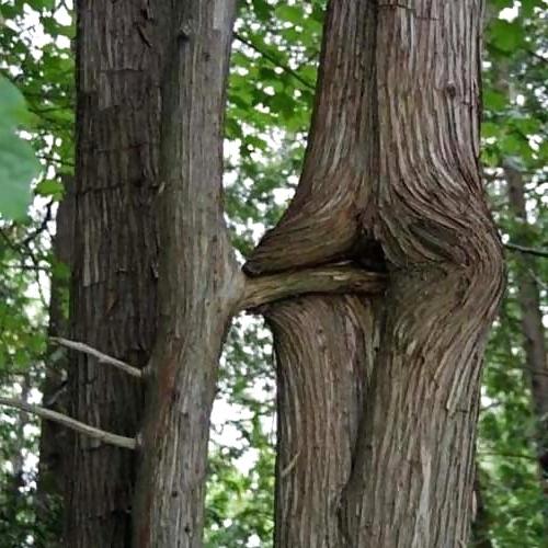5P Erotic Trees