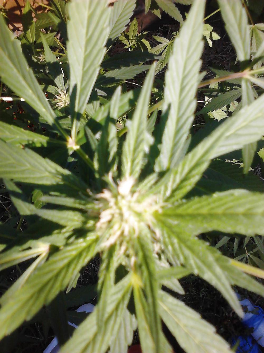 9P This summer in Amsterdam,420