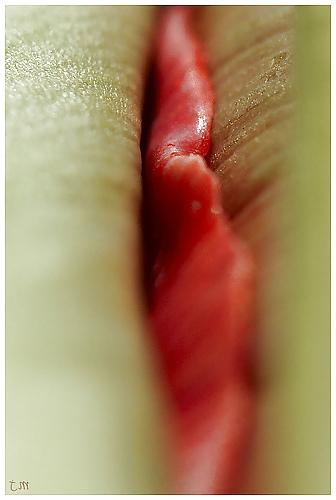 5P Erotic Flowers