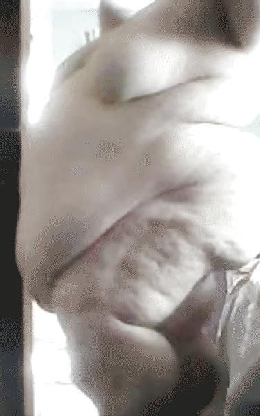 25P SSBBW Extravaganza