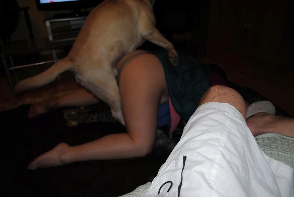 25P Chienne en chaleur