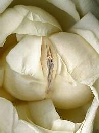 20P Erotic flowers(labia&cock)