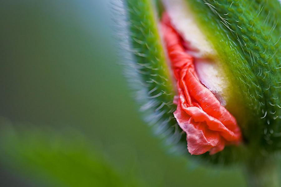 20P Erotic flowers(labia&cock)