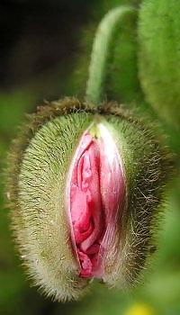 20P Erotic flowers(labia&cock)