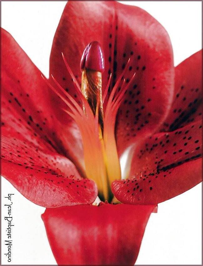 20P Erotic flowers(labia&cock)