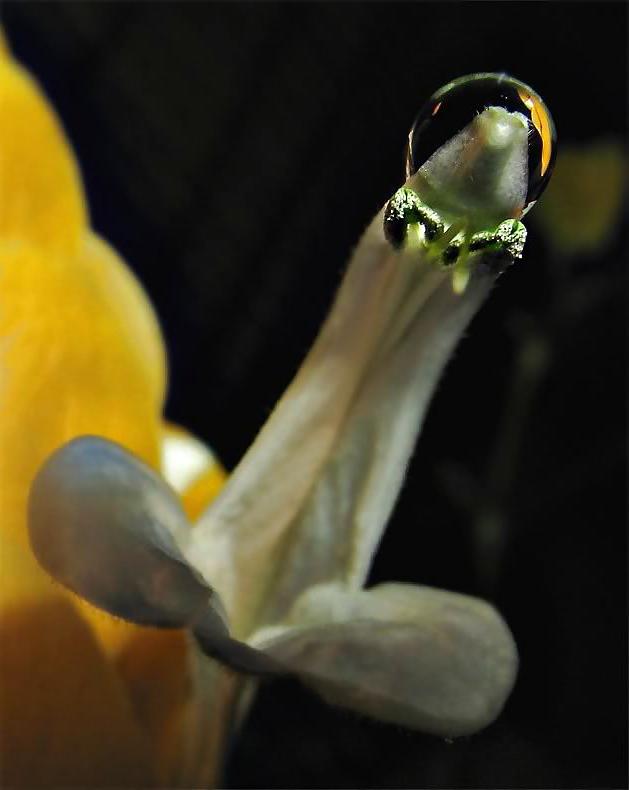 20P Erotic flowers(labia&cock)