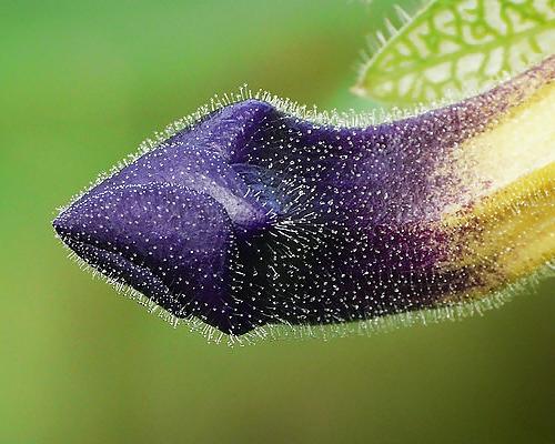 20P Erotic flowers(labia&cock)