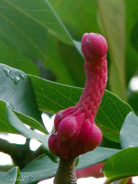 20P Erotic flowers(labia&cock)