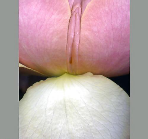20P Erotic flowers(labia&cock)