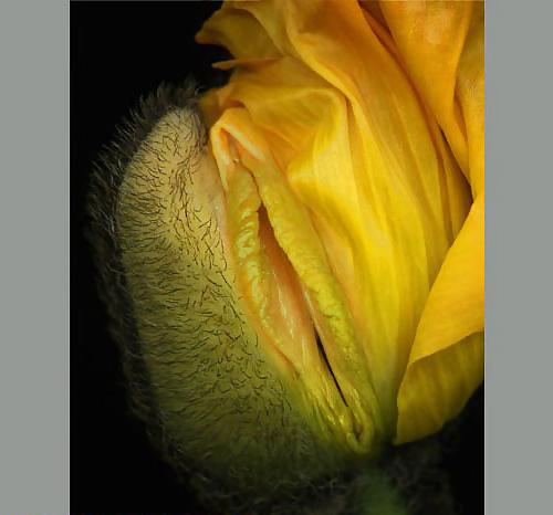 20P Erotic flowers(labia&cock)