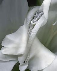 20P Erotic flowers(labia&cock)