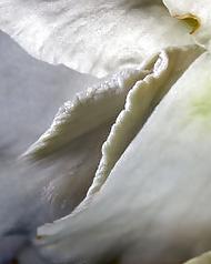 20P Erotic flowers(labia&cock)