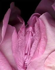 20P Erotic flowers(labia&cock)