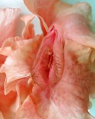 20P Erotic flowers(labia&cock)