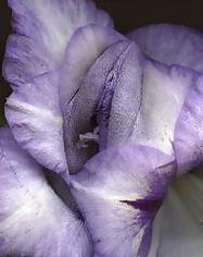 20P Erotic flowers(labia&cock)