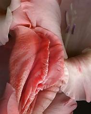 20P Erotic flowers(labia&cock)