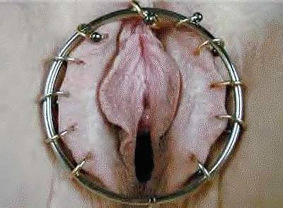 22P Pussy piercings