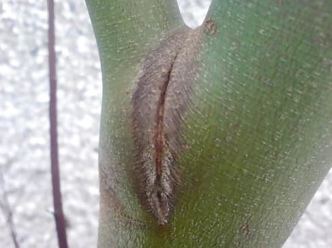 25P Erotic Nature