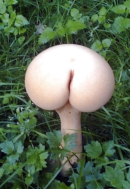 25P Erotic Nature