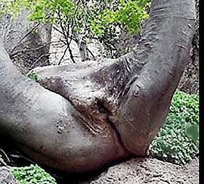 25P Erotic Nature
