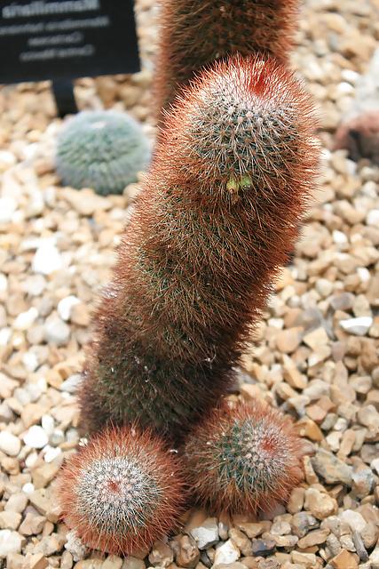 25P Erotic Nature