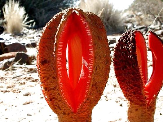 25P Erotic Nature
