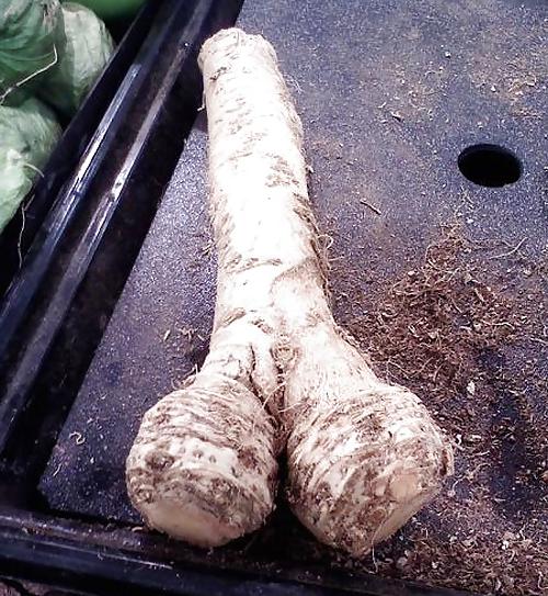 25P Erotic Nature