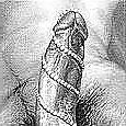 25P Erotic couplings