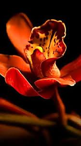25P Erotic flowers