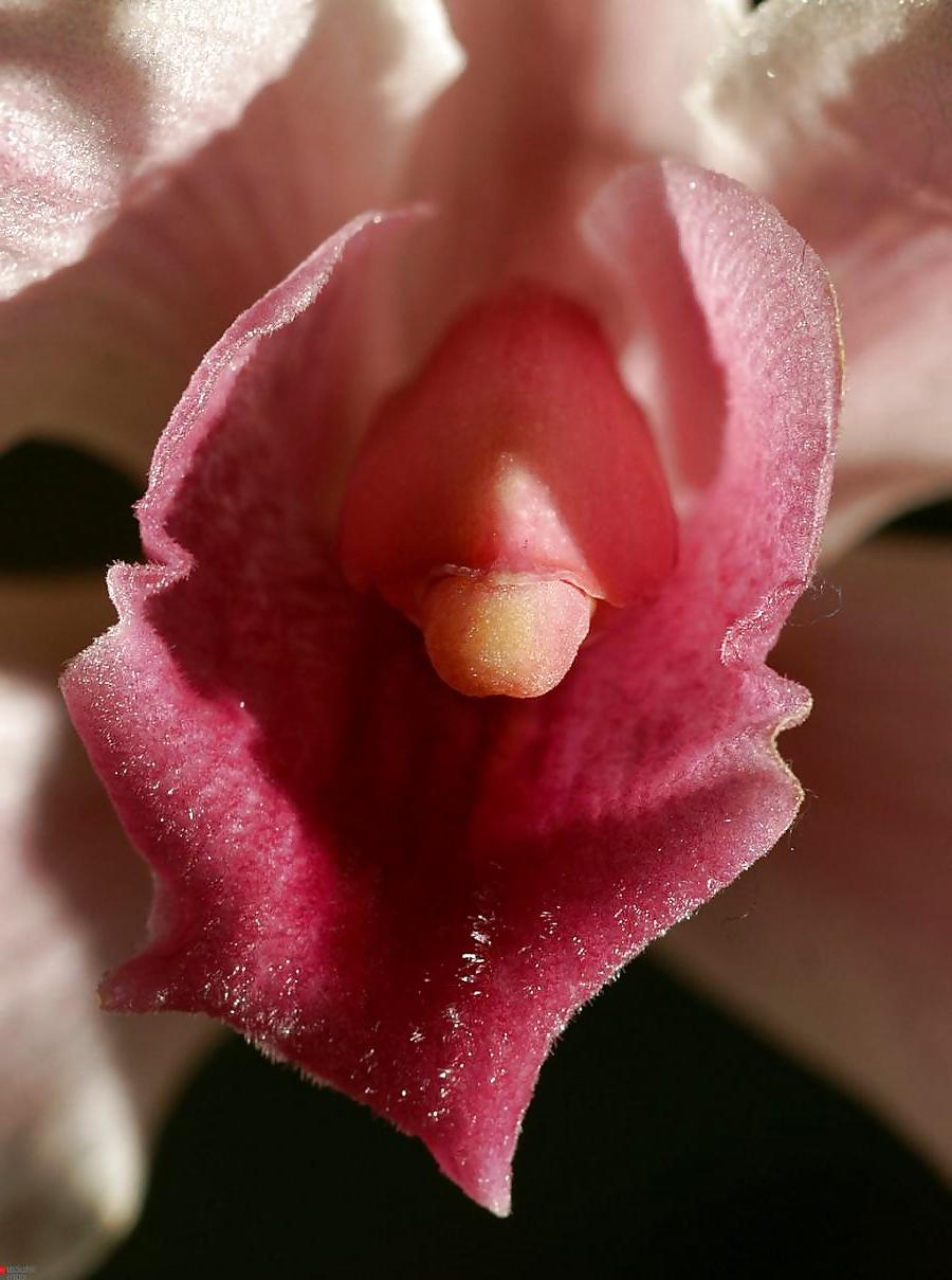 25P Erotic flowers