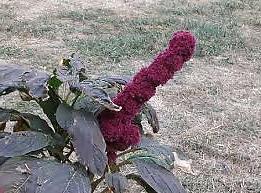 25P Erotic flowers