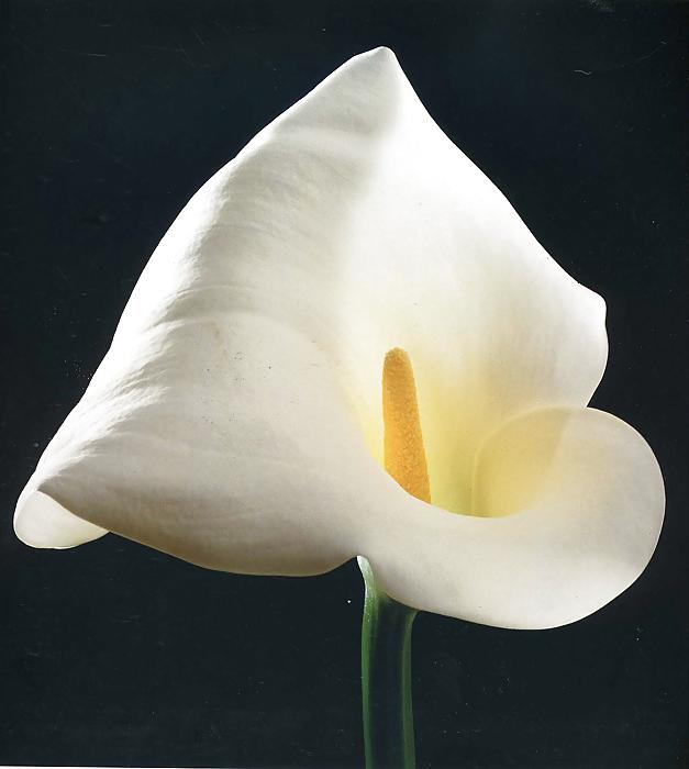 25P Erotic flowers