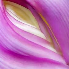 25P Erotic flowers