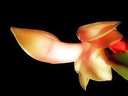 25P Erotic flowers
