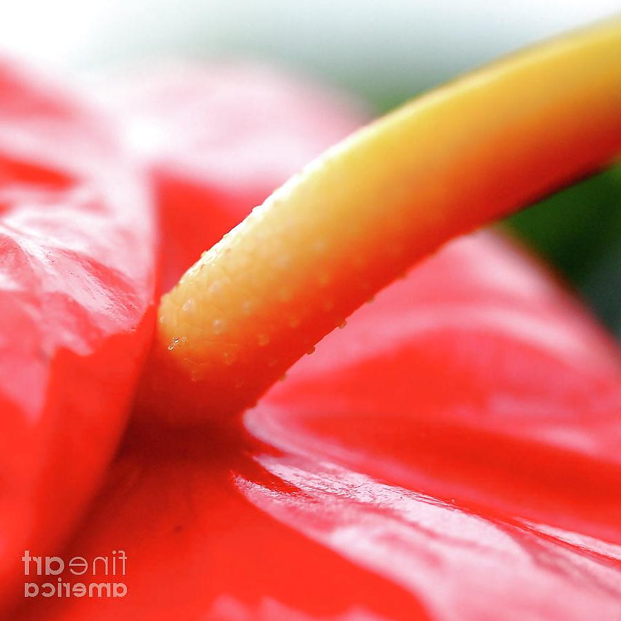 25P Erotic flowers