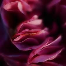 25P Erotic flowers