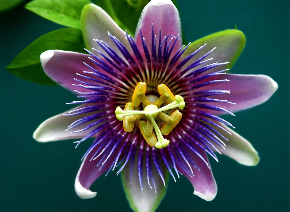 25P Erotic flowers