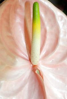 25P Erotic flowers