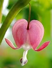 25P Erotic flowers