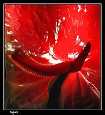 25P Erotic flowers